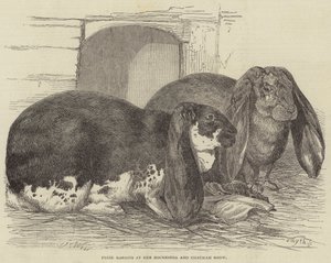 Rochester ve Chatham Show